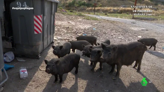 "El médico me dijo que es sarna": habla un afectado por una plaga de cerdos vietnamitas "El médico me dijo que es sarna": habla un afectado por una plaga de cerdos vietnamitas