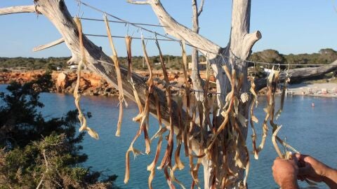 Peix Sec. Formentera