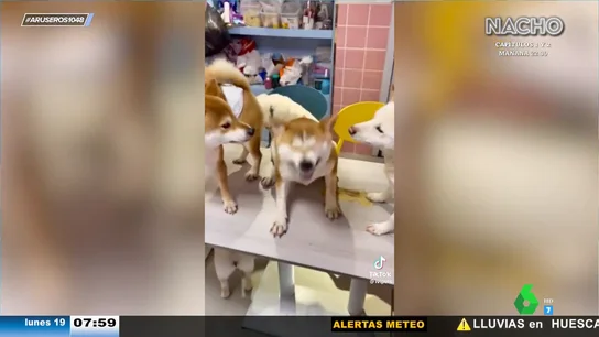 El divertido vídeo viral de un perro que no puede parar de estornudar mientras sus compañeros le miran extrañados El divertido vídeo viral de un perro que no puede parar de estornudar mientras sus compañeros le miran extrañados