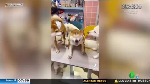 El divertido vídeo viral de un perro que no puede parar de estornudar mientras sus compañeros le miran extrañados
