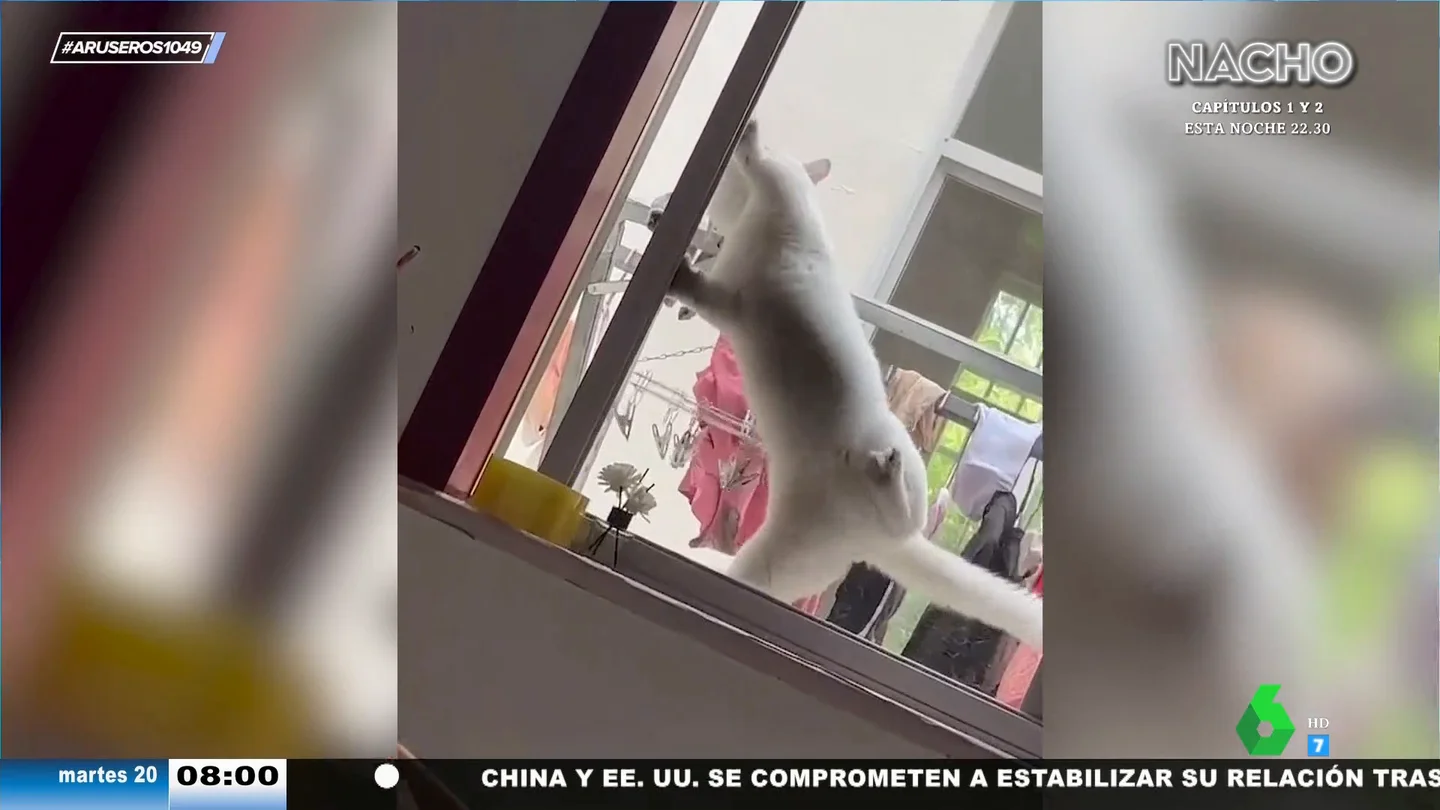 El increíble vídeo viral del gato que ha aprendido a abrir y cerrar la ventana: "Seguro que se va por ahí de picos pardos" El increíble vídeo viral del gato que ha aprendido a abrir y cerrar la ventana: "Seguro que se va por ahí de picos pardos"