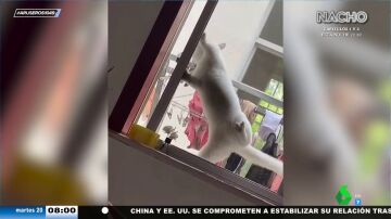 El increíble vídeo viral del gato que ha aprendido a abrir y cerrar la ventana: "Seguro que se va por ahí de picos pardos"