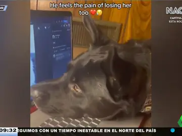 El emotivo vídeo viral de un perro que llora al ver la foto de su mejor amiga perruna, recientemente fallecida