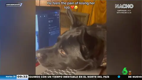 El emotivo vídeo viral de un perro que llora al ver la foto de su mejor amiga perruna, recientemente fallecida