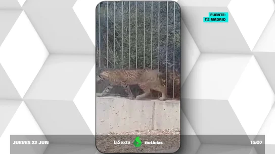 Localizan a un lince en Madrid por primera vez en décadas Localizan a un lince en Madrid por primera vez en décadas