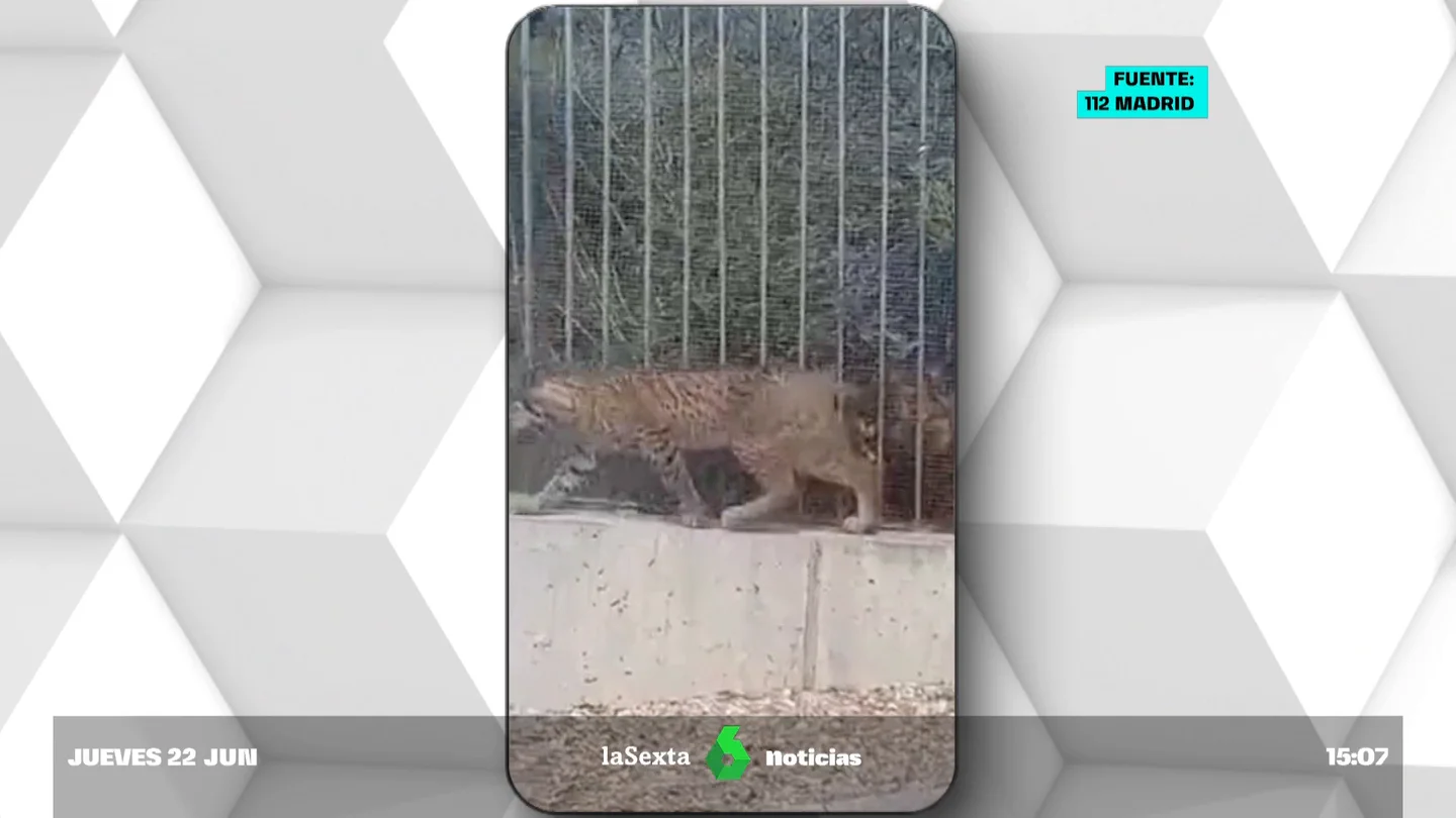 Localizan a un lince en Madrid por primera vez en décadas Localizan a un lince en Madrid por primera vez en décadas