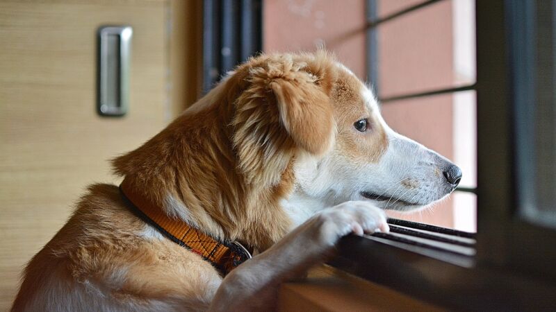 Estos son los síntomas que tienen los perros si han sufrido un golpe de calor