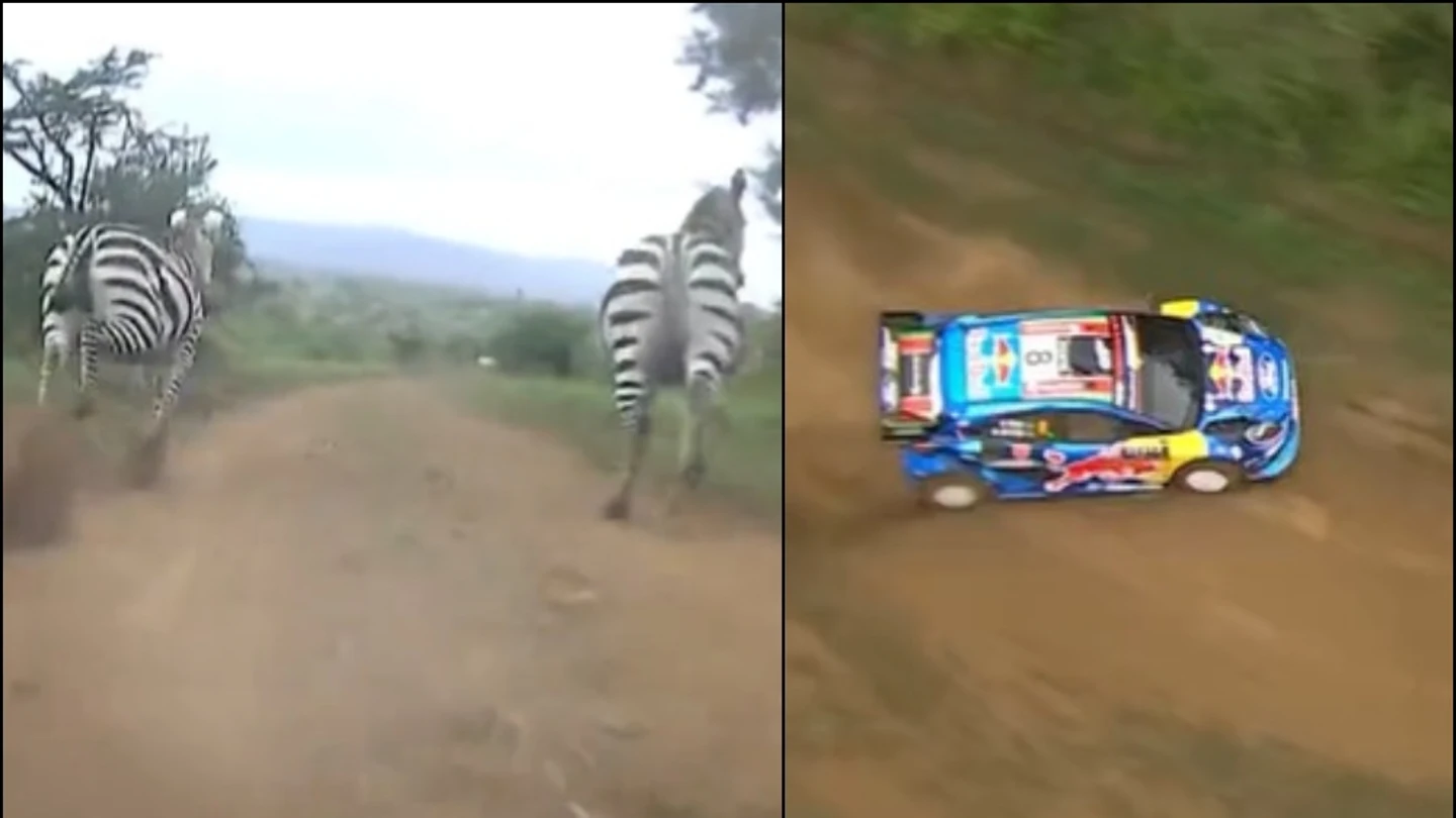 ¡Surrealista! Unas cebras interrumpen un rally ¡Surrealista! Unas cebras interrumpen un rally