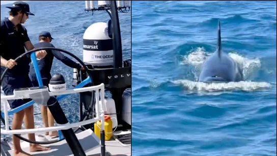 Un grupo de orcas atacó los barcos de la Ocean Race en el estrecho de Gibraltar. Un grupo de orcas atacó los barcos de la Ocean Race en el estrecho de Gibraltar.