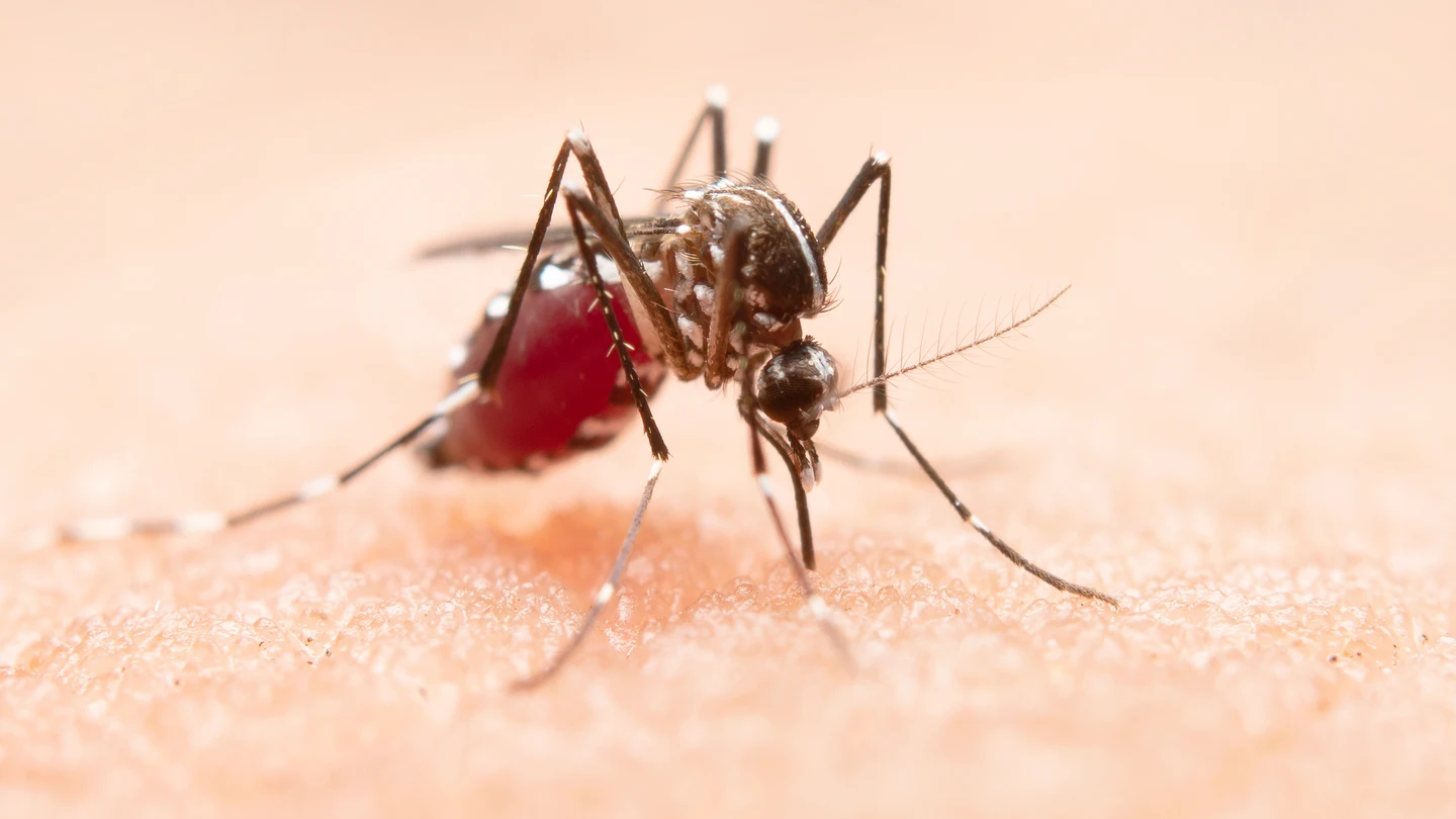 Cómo diferenciar la picadura de un mosquito tigre: estos son sus síntomas Cómo diferenciar la picadura de un mosquito tigre: estos son sus síntomas