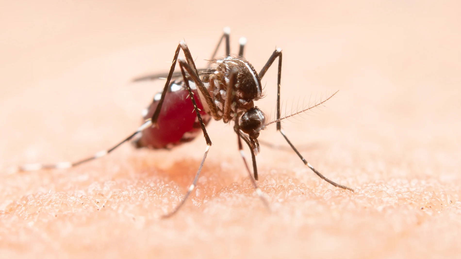 Cómo diferenciar la picadura de un mosquito tigre: estos son sus síntomas