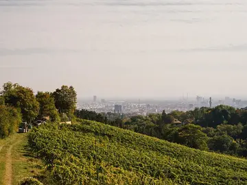 Viñedos en la colina del Nussberg Viñedos en la colina del Nussberg