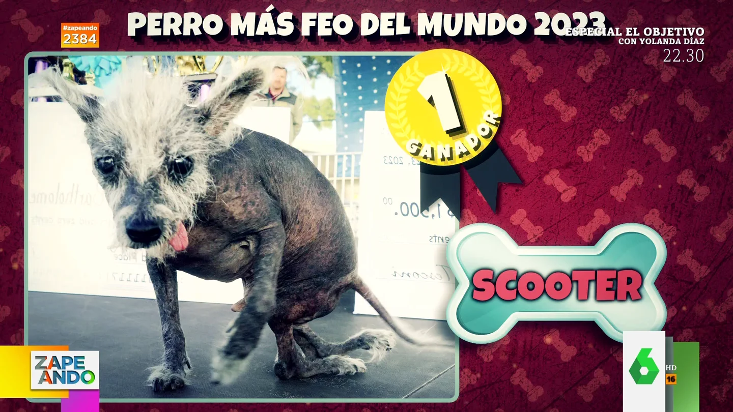 Conoce a Scooter, el perro Más Feo del Mundo que tiene discapacidad y sobrevivió a un 'sacrificio' Conoce a Scooter, el perro Más Feo del Mundo que tiene discapacidad y sobrevivió a un 'sacrificio'