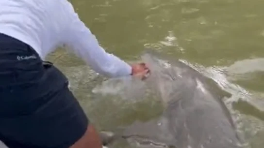 Un tiburón muerde aun pescador arrojándole al agua Un tiburón muerde aun pescador arrojándole al agua