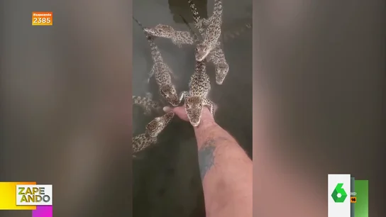 El extraño sonido que emiten las crías de cocodrilo cubano: "Suenan a juego de marcianos de Arcade" El extraño sonido que emiten las crías de cocodrilo cubano: "Suenan a juego de marcianos de Arcade"