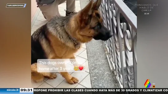 La emocionante reacción de un pastor alemán al ver a su dueño tres años después La emocionante reacción de un pastor alemán al ver a su dueño tres años después