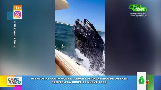 El tremendo susto de los pasajeros de un yate frente a las costas de Nueva York cuando aparece una ballena El tremendo susto de los pasajeros de un yate frente a las costas de Nueva York cuando aparece una ballena