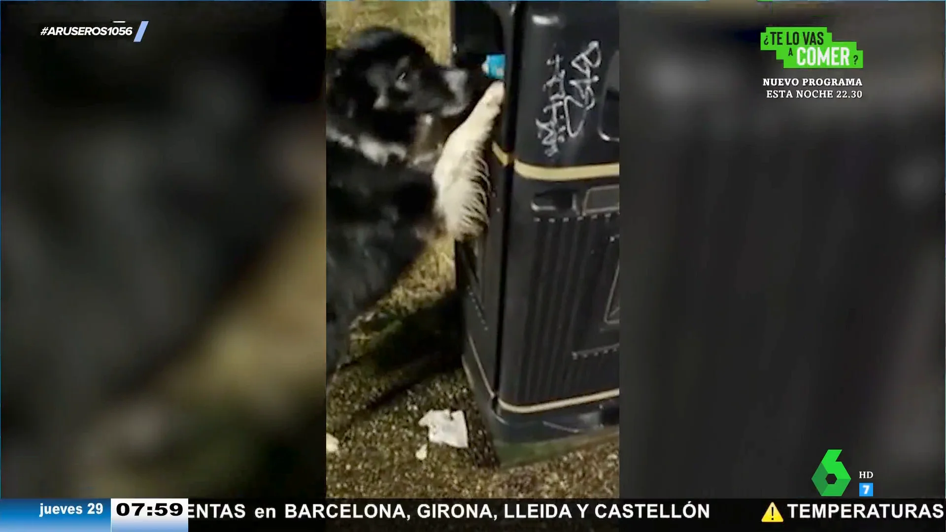 Una perrita aprovecha sus paseos para tirar la basura que encuentra por la calle: "Nos pintan la cara"