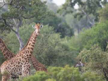 4 safaris sorprendentes en Sudáfrica