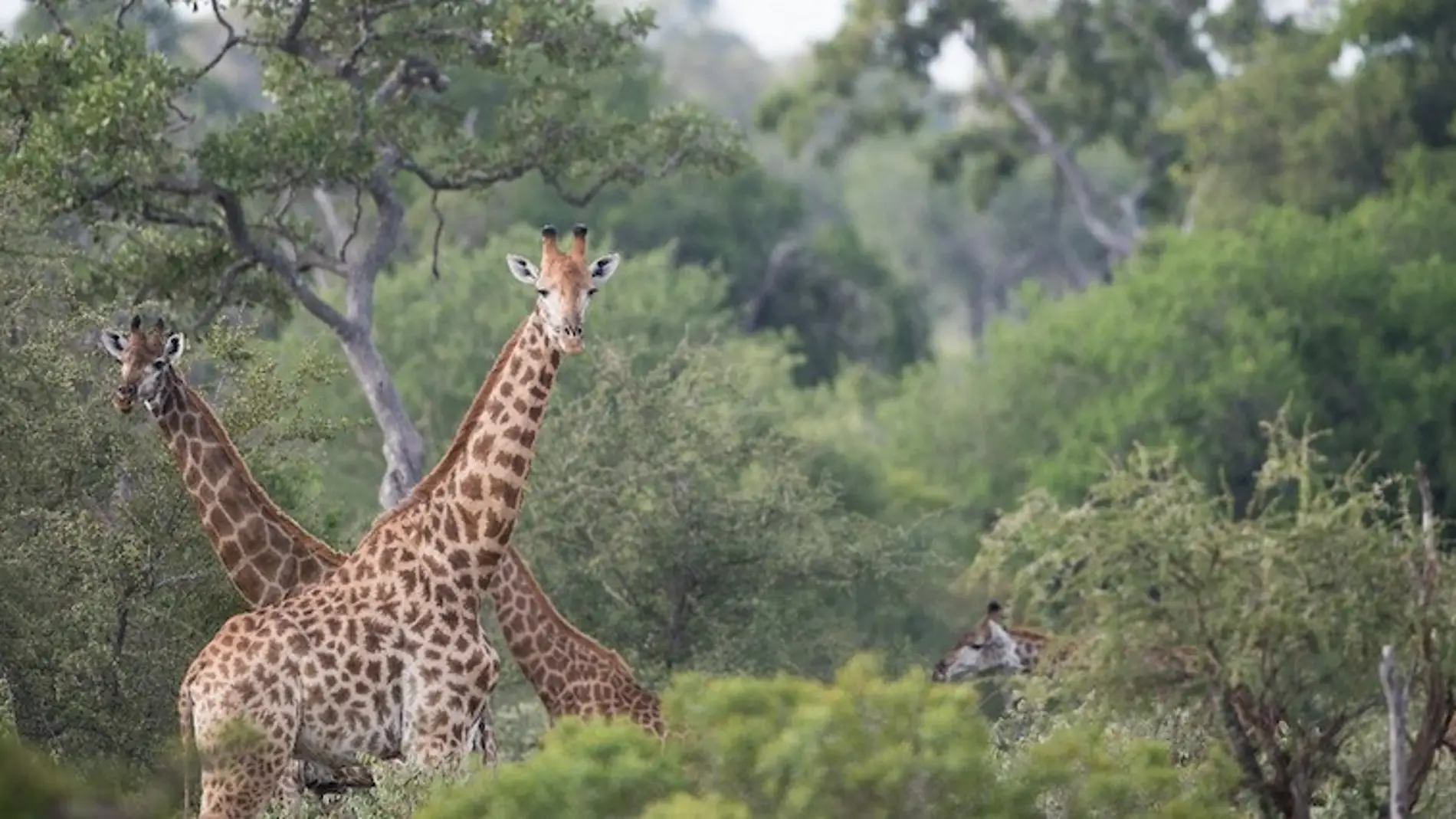 4 safaris sorprendentes en Sudáfrica