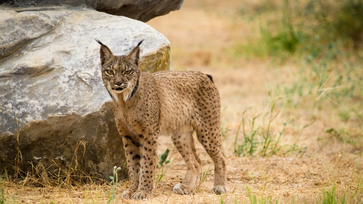 Lince ibérico en la naturaleza. Lince ibérico en la naturaleza.
