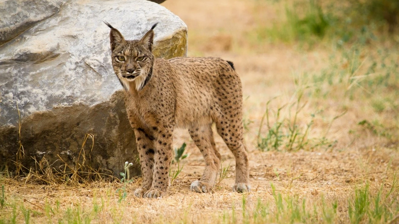 Lince ibérico en la naturaleza.