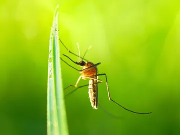 Estos son los motivos por los que hay tantos insectos este verano Estos son los motivos por los que hay tantos insectos este verano