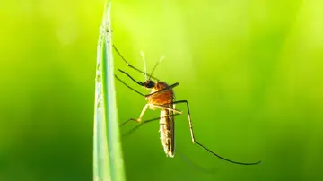 Estos son los motivos por los que hay tantos insectos este verano