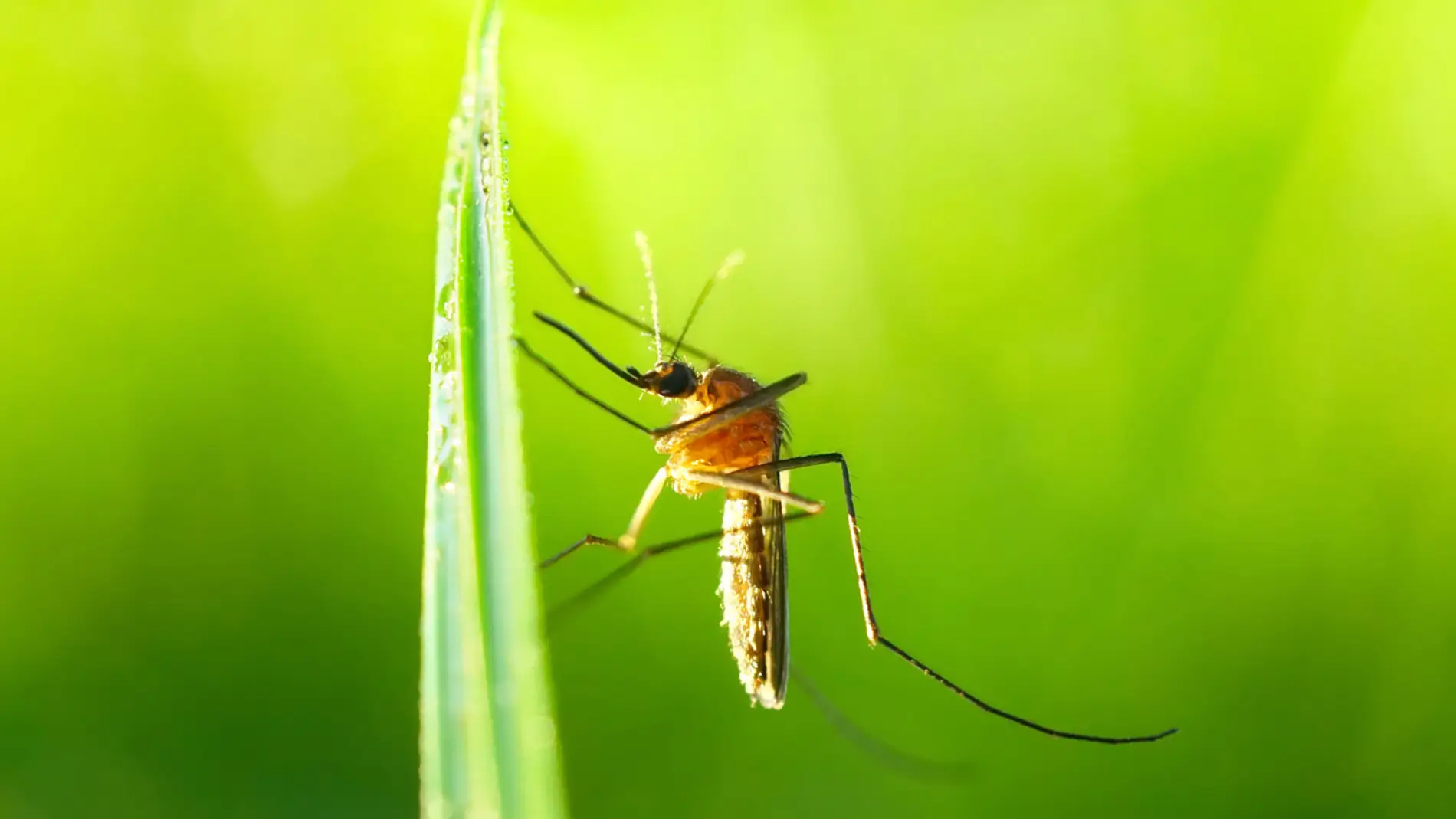 Estos son los motivos por los que hay tantos insectos este verano