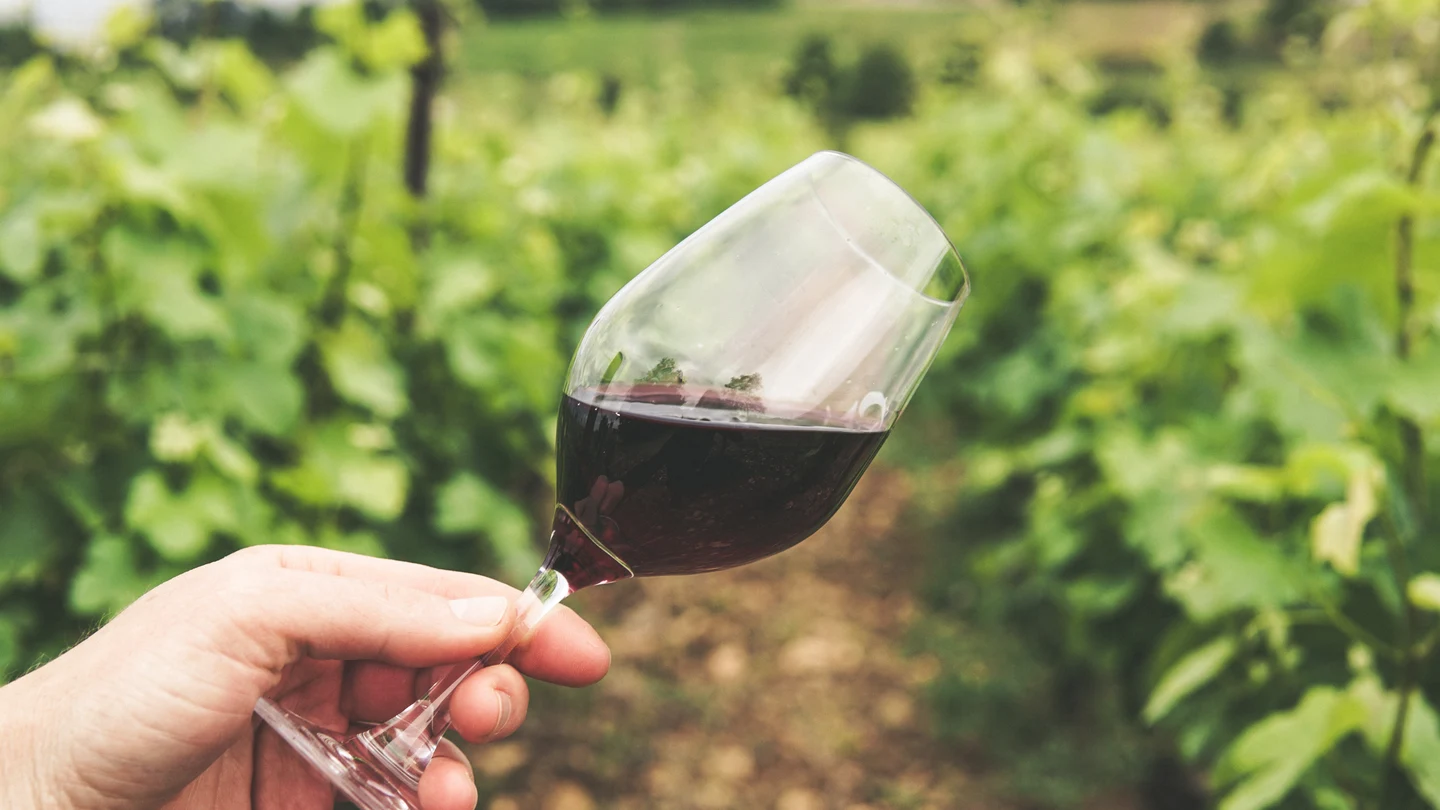 Copa de vino tinto en un viñedo Copa de vino tinto en un viñedo