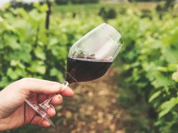 Copa de vino tinto en un viñedo Copa de vino tinto en un viñedo