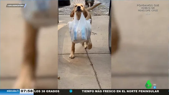 El extraordinario perro que ayuda a sus dueños llevando la compra del coche a casa El extraordinario perro que ayuda a sus dueños llevando la compra del coche a casa