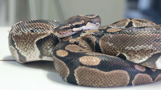 Imagen la pitón real que se encontró en el parque de la Granja de Zaragoza. Imagen la pitón real que se encontró en el parque de la Granja de Zaragoza