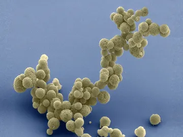 Mycoplasma mycoides simplificada de forma sintética Mycoplasma mycoides simplificada de forma sintética