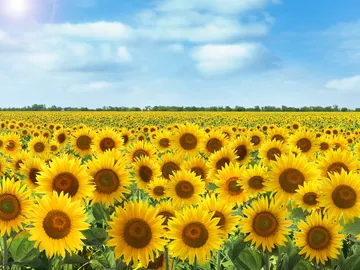 Campos de girasoles Campos de girasoles