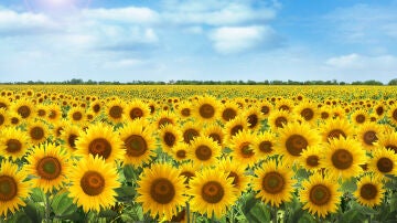 Campos de girasoles