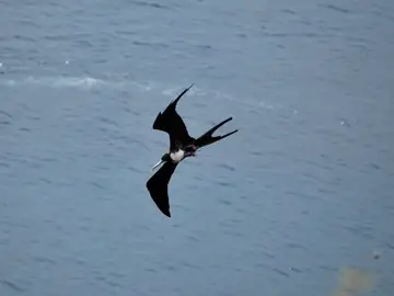 Una fragata (Fregata magnificens) Una fragata (Fregata magnificens)