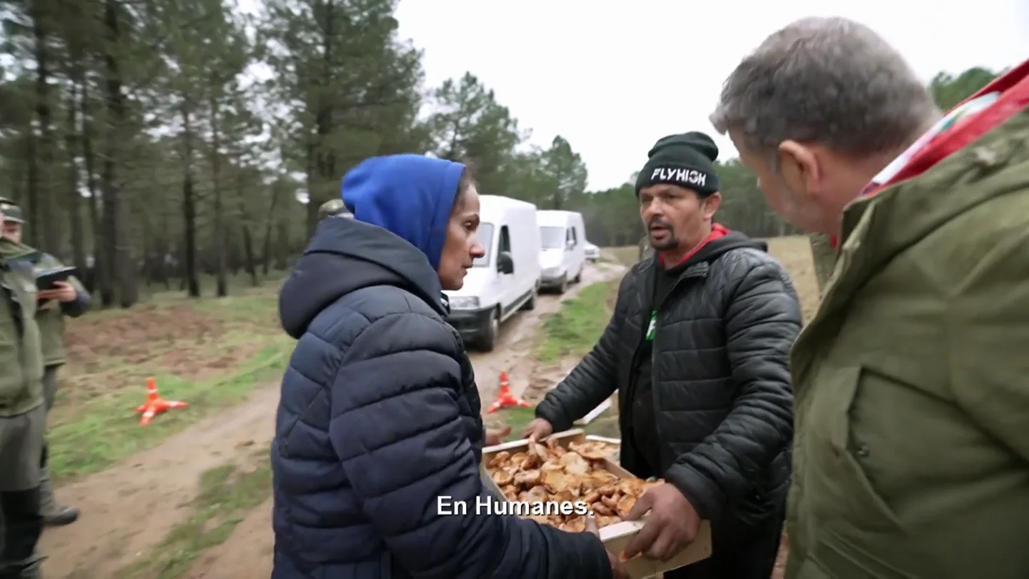 "Que me denuncien, yo me llevo mis cajas": la chulería de una recolectora ilegal de setas con Chicote y agentes forestales "Que me denuncien, yo me llevo mis cajas": la chulería de una recolectora ilegal de setas con Chicote y agentes forestales