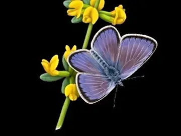 Mariposa Xerces Blue Mariposa Xerces Blue