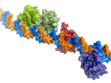 proteína bacteria cólera proteína bacteria cólera