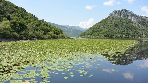 Lago de Skadar Lago de Skadar