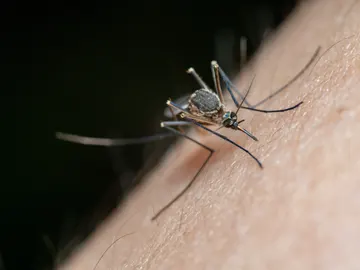 Un mosquito Un mosquito