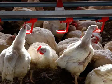 Imagen de archivo de una granja de gallinas.