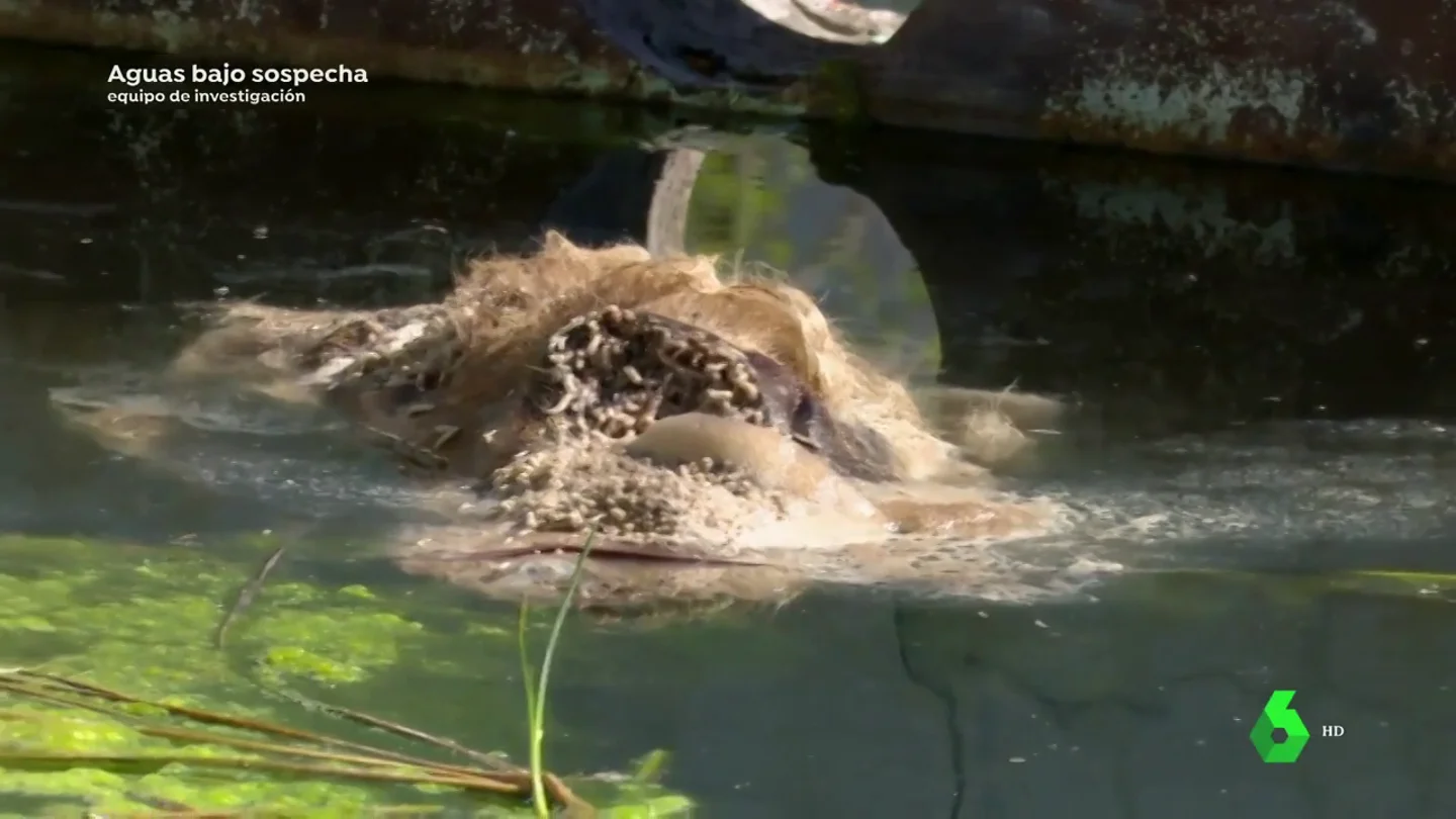La fábrica de lindano de Sabiñánigo contaminó las aguas del río Gállego durante 15 años La fábrica de lindano de Sabiñánigo contaminó las aguas del río Gállego durante 15 años