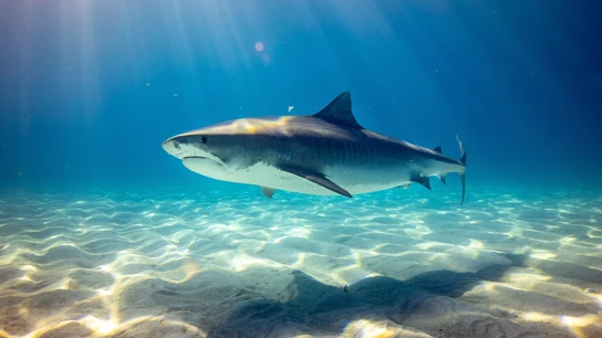 Cuántos tipos de tiburones existen y cuáles hay en España Cuántos tipos de tiburones existen y cuáles hay en España