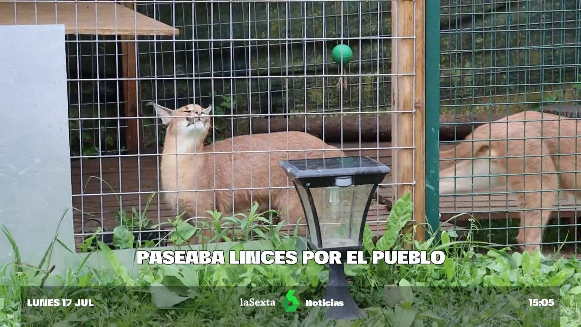 paseaba linces por el pueblo