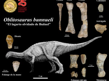 Descubren en Teruel el mayor dinosaurio ornitopodo del Jurasico de Europa
