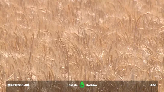 ¿Cómo va a afectar a España la salida de Rusia del acuerdo del grano ucraniano? ¿Cómo va a afectar a España la salida de Rusia del acuerdo del grano ucraniano?