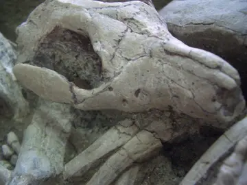Un fosil demuestra que algunos dinosaurios eran depredados por pequenos mamiferos en el Cretacico Un fosil demuestra que algunos dinosaurios eran depredados por pequenos mamiferos en el Cretacico