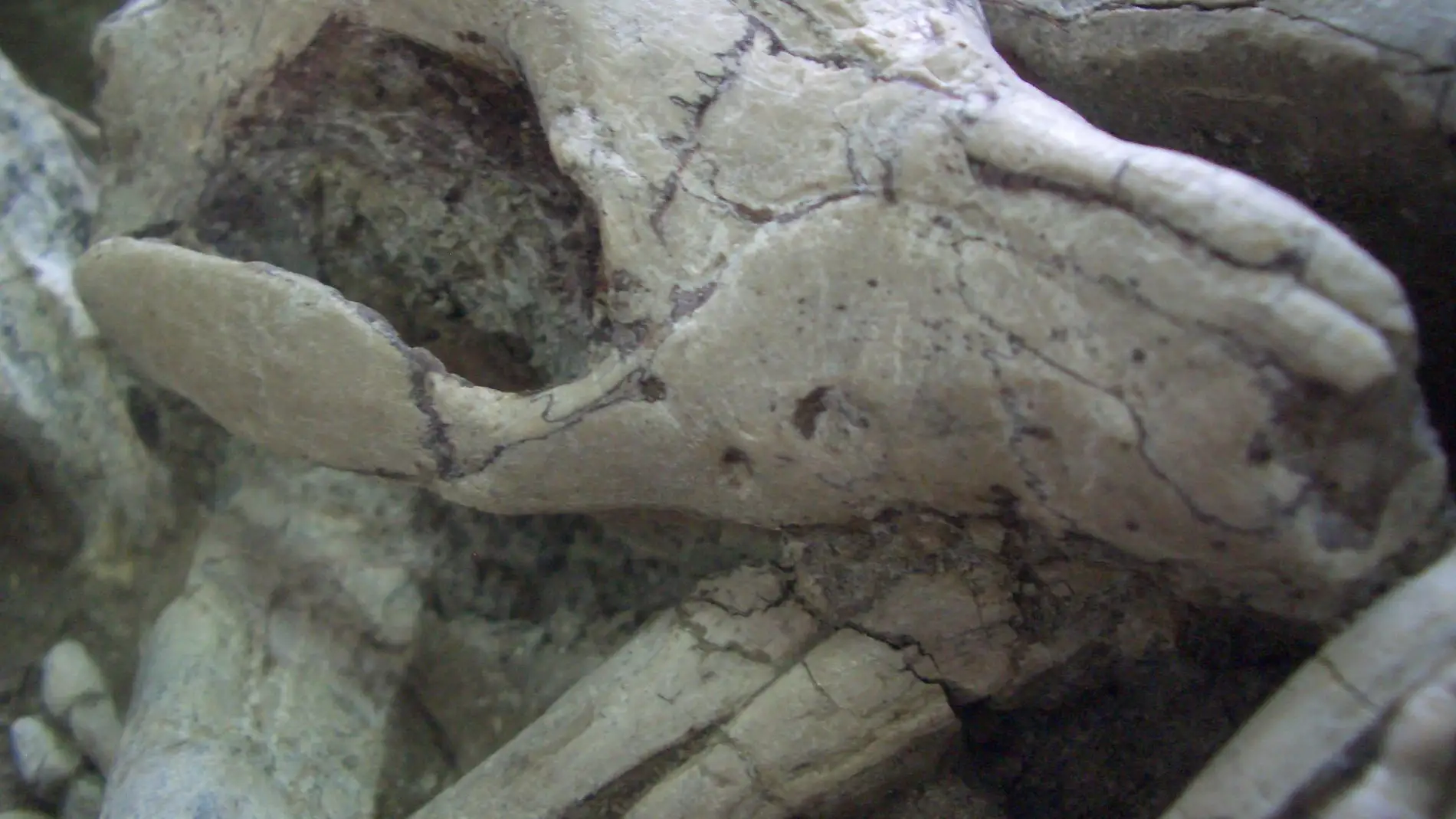 Un fosil demuestra que algunos dinosaurios eran depredados por pequenos mamiferos en el Cretacico